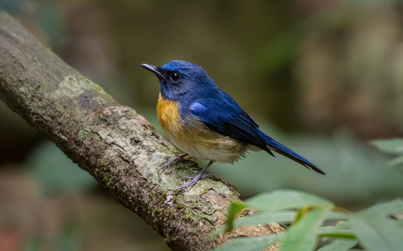 Hainan Blue Flycatcher (Cyornis hainanus) at Di Linh Bird Hides - Southern Vietnam. Photo by: Phuc Le - Vietnam Bird Photography Tours - Vietbirdphototours.com
